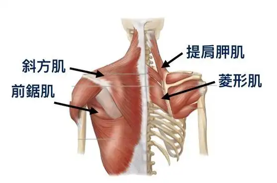 肩胛骨失衡与肩夹挤有何影响|肌肉|前锯肌|关节|胸小肌_网易订阅