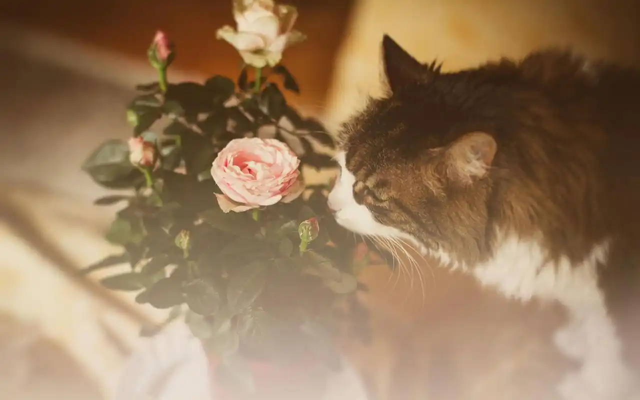 上一张 下一张 2021年正能量带字配图高清图片桌面壁纸