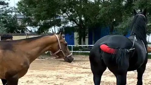 配种现场!不知道公马和母马进展如何?感觉不错应该会成功的!