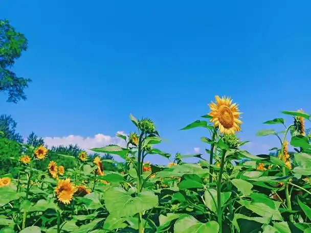 向日葵花开的唯美句子(它们就像是一道道亭亭玉立的风景线)