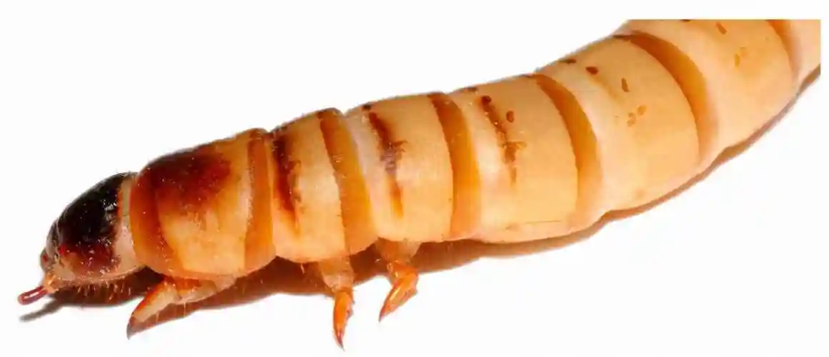 面包虫隶属于粉甲虫属,属下只有面包虫和迷你面包虫;而大麦虫则隶属于