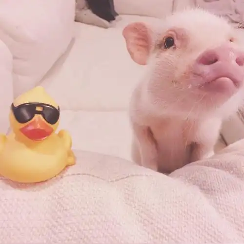 猪头像可爱,猪年必备头像 _ qq昵称大全