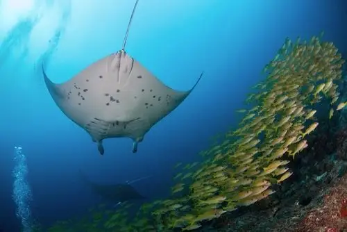 远洋大manta徘徊的几个潜点就在民宿附近