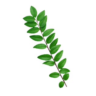 绿色叶子植物儿png免抠图素材pngpsd2000*2000植物绿叶png免抠图素材