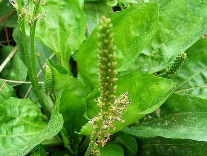 车前草的服用方法可以泡水喝吗