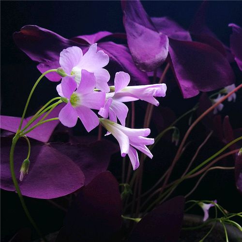 紫叶幸运草10颗球根红花酢浆草蝴蝶三叶草种球根花卉盆栽庭院耐寒