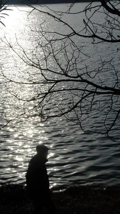 沧桑的树苍老的人