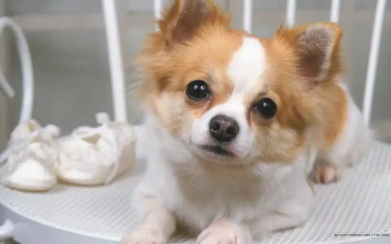 可爱狗狗萌照高清壁纸【4】