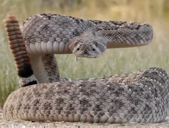 响尾蛇尾巴会响原来是因为这串葫芦