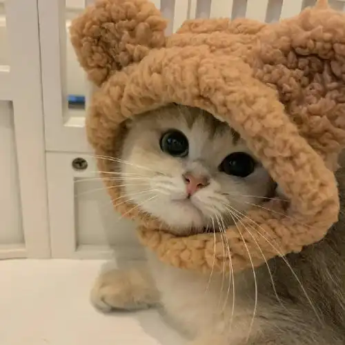 萌宠qq头像大全可爱调皮可爱,最适合女孩子使用了