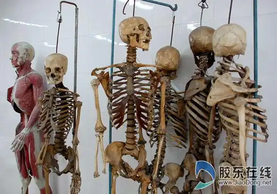 遗体标本多为死刑犯无名尸 "入土为安"束缚捐赠