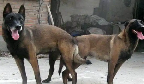 狗的繁殖方式与繁殖周期