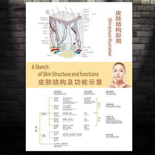 现代皮肤结构图宣传挂画 美容养生馆墙装饰画肌肤解剖图祛痘壁画