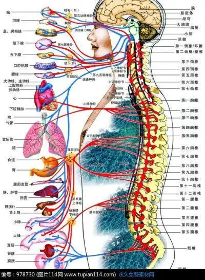 人体内脏结构图手抄报 手抄报模板大全-蒲城教育文学网