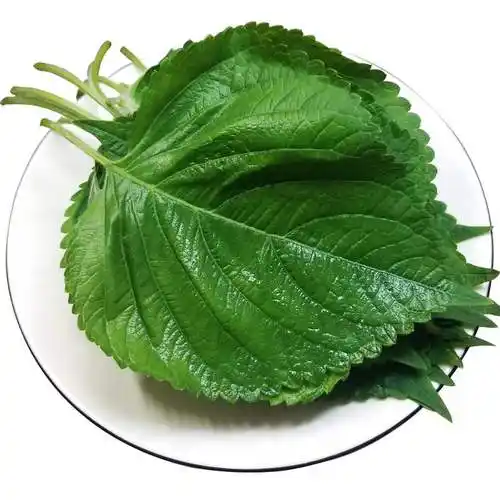 新鲜肉包特产蔬菜嫩青紫苏叶食用菜饭叶烤肉苏子叶叶菜类