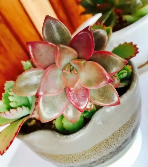 叶间雪丝摇初恋---光照紫红叶,旖旎初恋结鹿角海棠---鹿角乖乖俏,枝枝