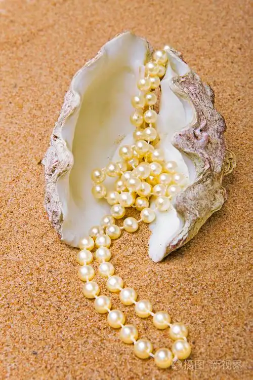 珍珠链在贝壳里