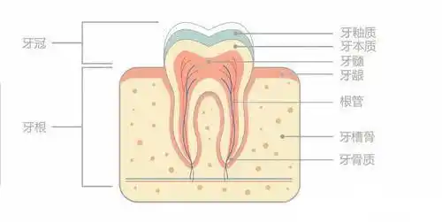 磨牙伤害太大了我能不能不磨牙
