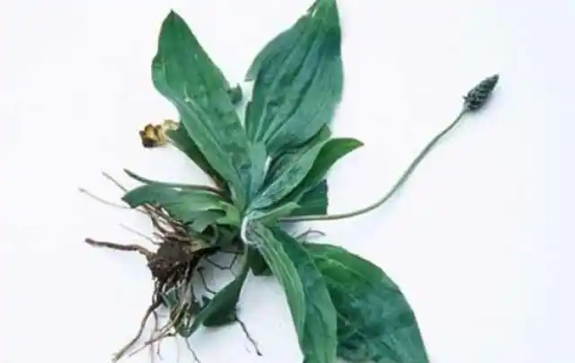 车前草泡水有什么功效图1