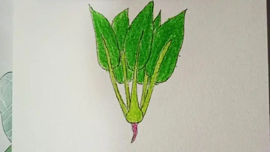 菠菜的画法,菠菜彩铅简笔画