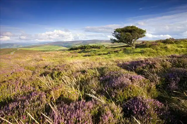 风吹,树,普通,夏天,埃斯姆尔,国家公园,萨默塞特,英格兰,英国,欧洲