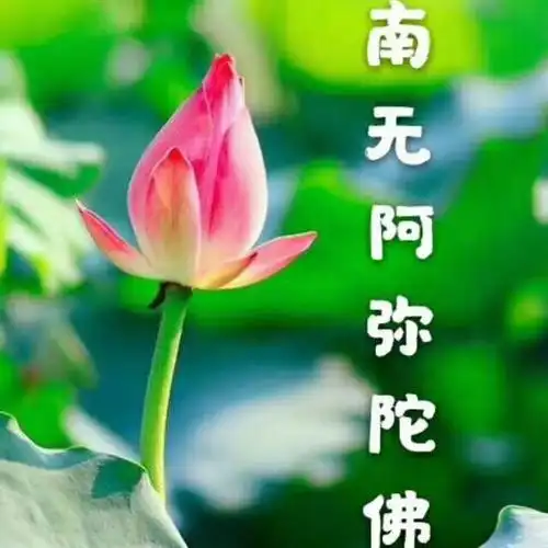 一起往生安乐国,感恩师兄们辛苦创作,南无阿弥陀佛!