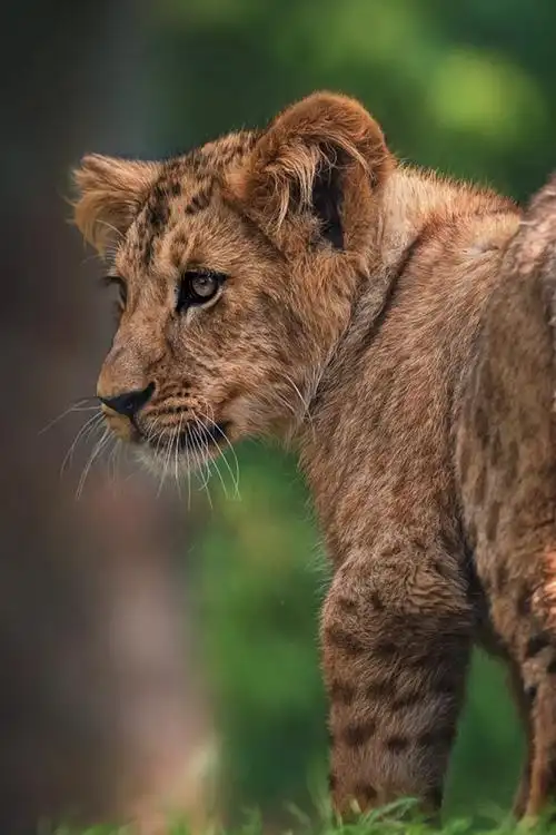 壁纸 小狮子回头看,尾巴 1920x1200 hd 高清壁纸, 图片, 照片