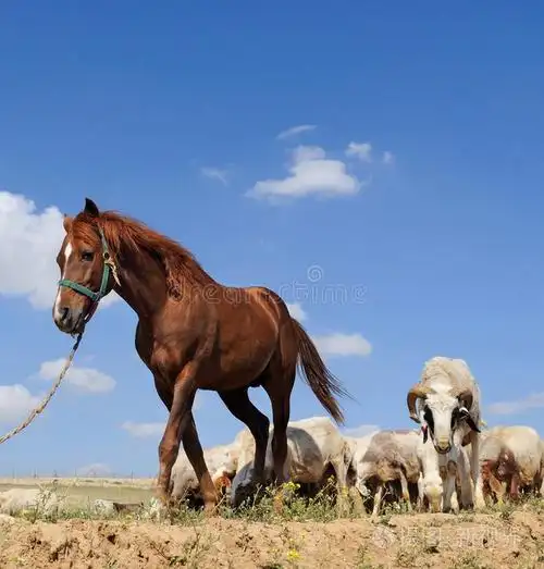 羊和马
