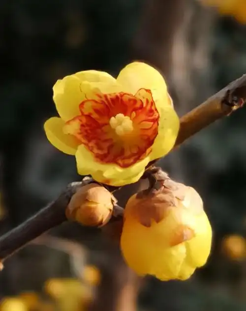 腊梅花主要品种