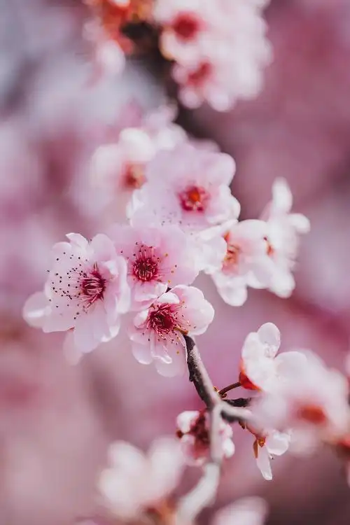 辰山植物园美人梅盛放展芳华