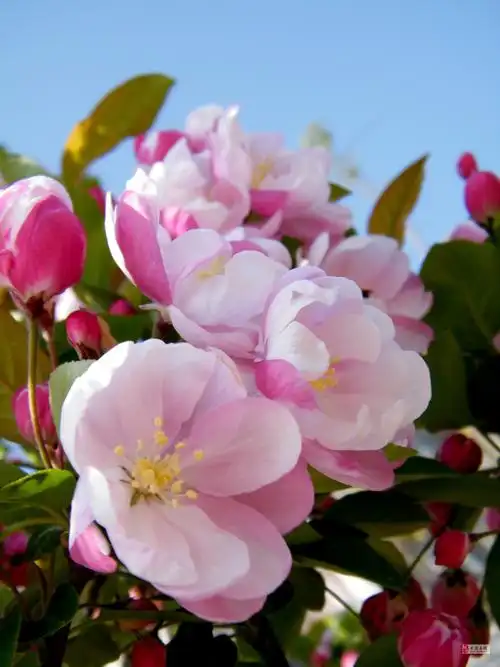 主题: [原创]春韵之海棠花