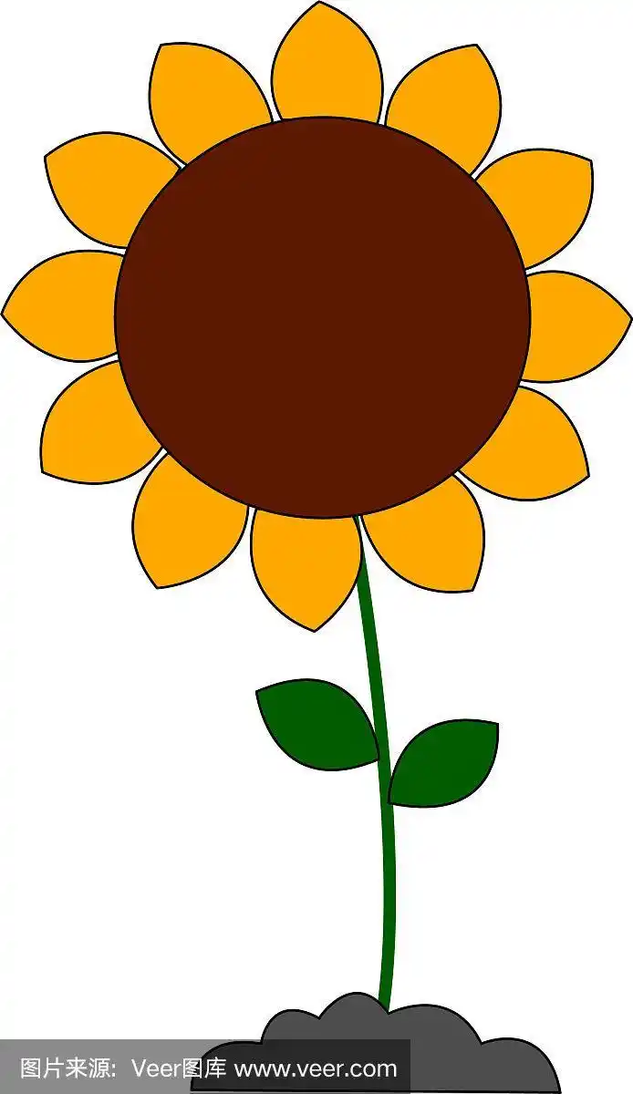 大向日葵或彩色