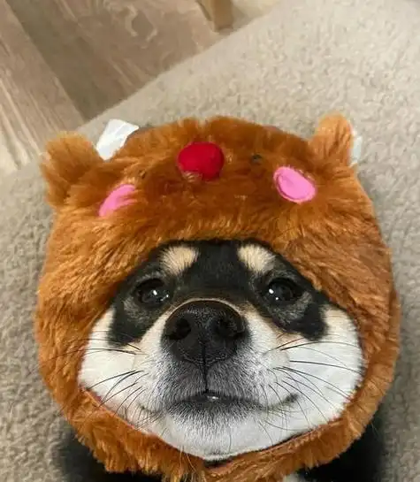 柴犬猥琐搞笑头像