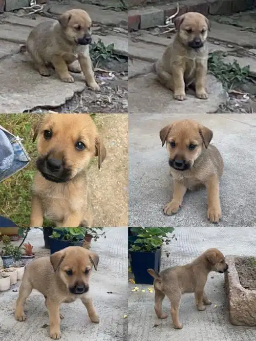 燃烧颜值长大的修狗