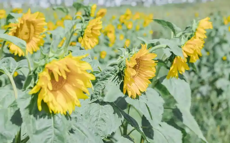 向日葵小清新风景唯美高清桌面壁纸图片