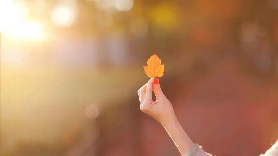 心情女孩手树叶写真唯美壁纸