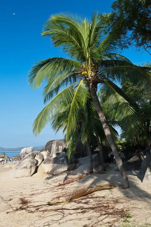 【图片16】三亚天涯海角的椰树风光--蜂鸟论坛照片套图