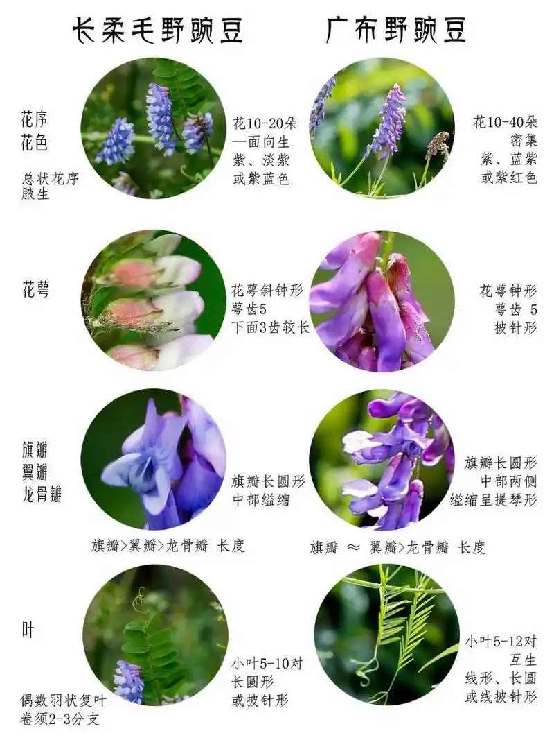 "采薇采薇,薇亦作止",诗经中的薇就是大巢菜(救荒野豌豆 ).