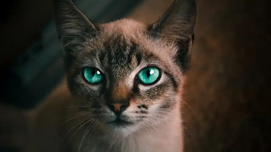 猫壁纸【208】猫壁纸图片_桌面壁纸图片_壁纸下载-元气壁纸