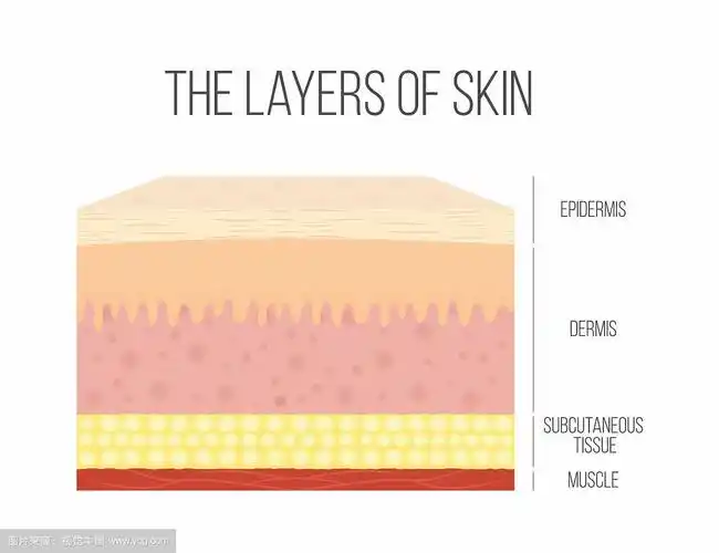 皮肤分层健康正常的人类皮肤