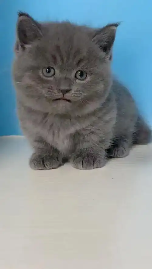 高品质英短猫猫