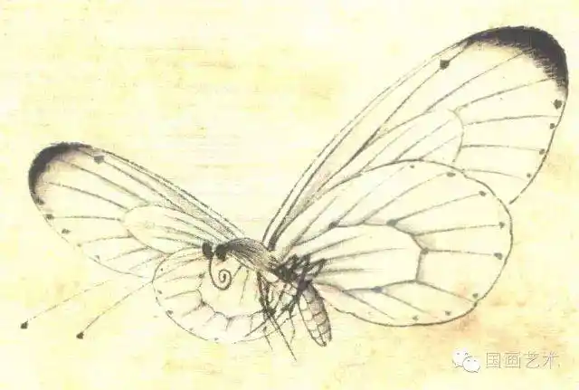 图文教程李晓明工笔蝴蝶设色步骤示范一