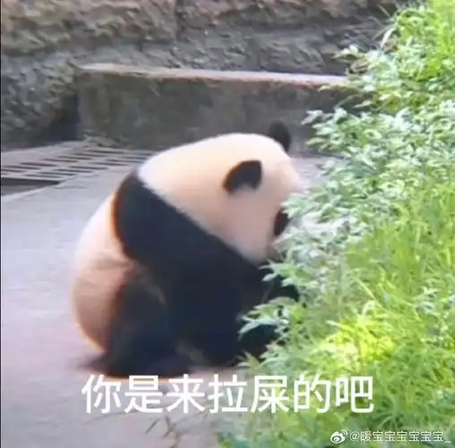 大熊猫渝爱醉奶了