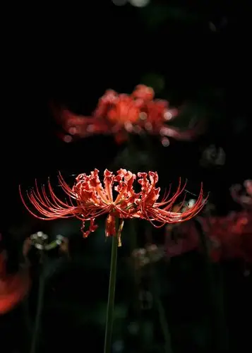 天竹世界上最大的台风,拿彼岸花一点办法都没有,继续绽放冷艳