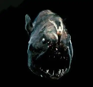 探险队员在陕西天坑意外发现罕见飞猫