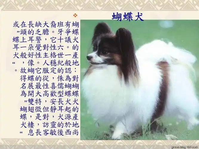 世界名犬介绍