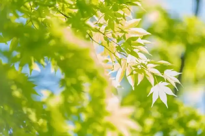 980804夏日限定9806绿色是夏天最好的文案98#治愈系