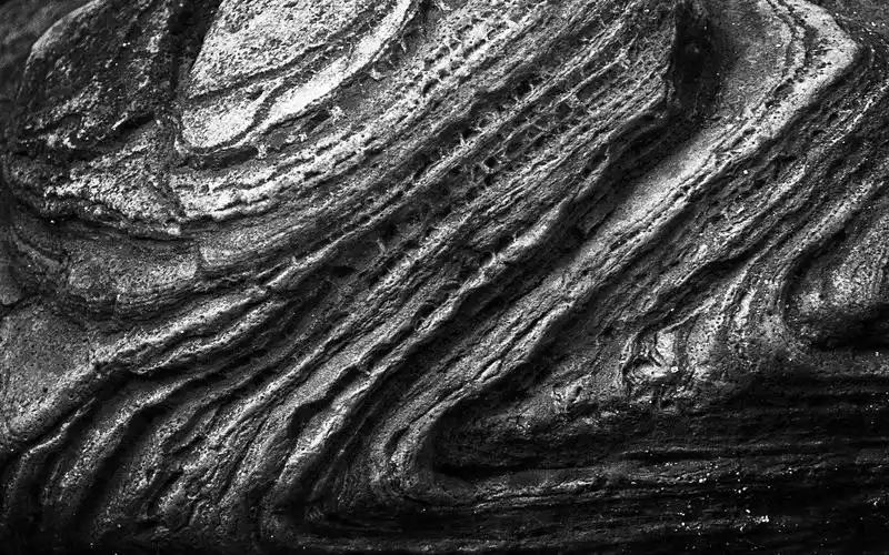 植物静态桌面壁纸之黑白之美