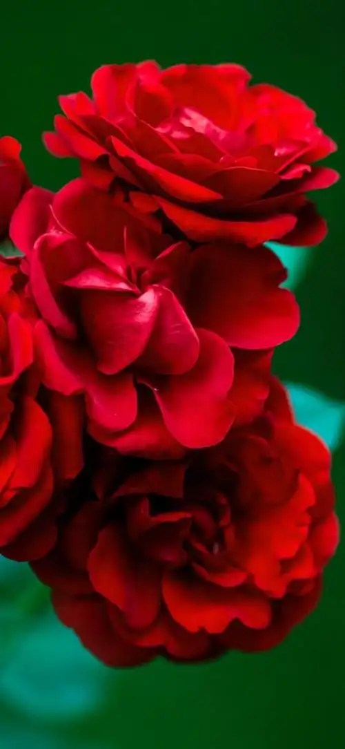 壁纸|高清手机壁纸183