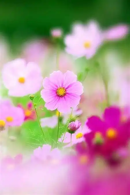 屏保图片手机壁纸2023年,网上最火的手机壁纸